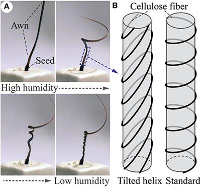 Pneumatic Coiling Actuator Inspired by the Awns of Erodium cicutarium